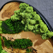 Olive Wood & Preserved Moss Wall Art