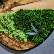 Olive Wood & Preserved Moss Wall Art