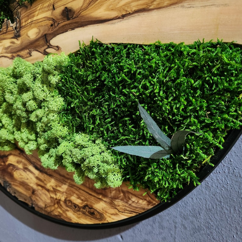 Olive Wood & Preserved Moss Wall Art