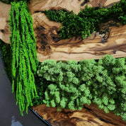 Olive Wood & Preserved Moss Wall Art