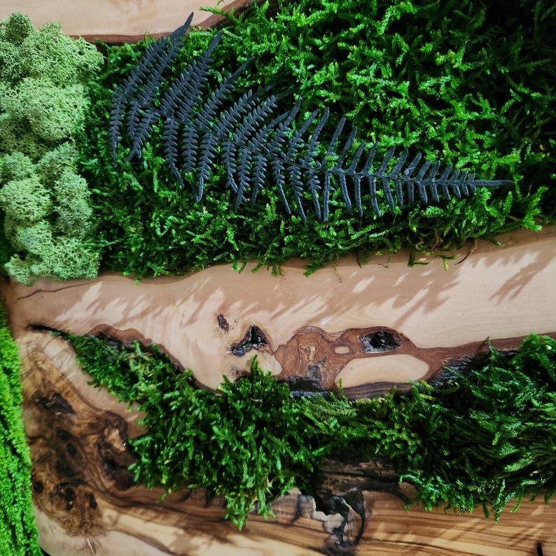 Olive Wood & Preserved Moss Wall Art
