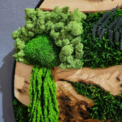 Olive Wood & Preserved Moss Wall Art