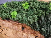 Olive Wood & Preserved Moss Wall Art: Rustic Greenery Decor