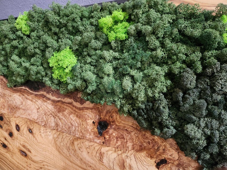 Olive Wood & Preserved Moss Wall Art: Rustic Greenery Decor