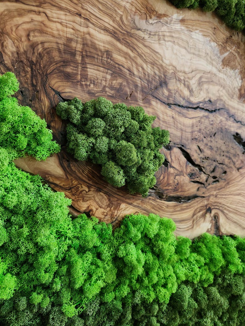 Handcrafted Moss & Olive Wood Wall Art | Rustic Greenery Decor