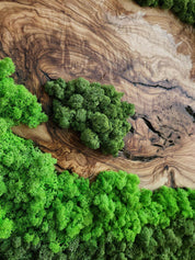 Handcrafted Moss & Olive Wood Wall Art | Rustic Greenery Decor