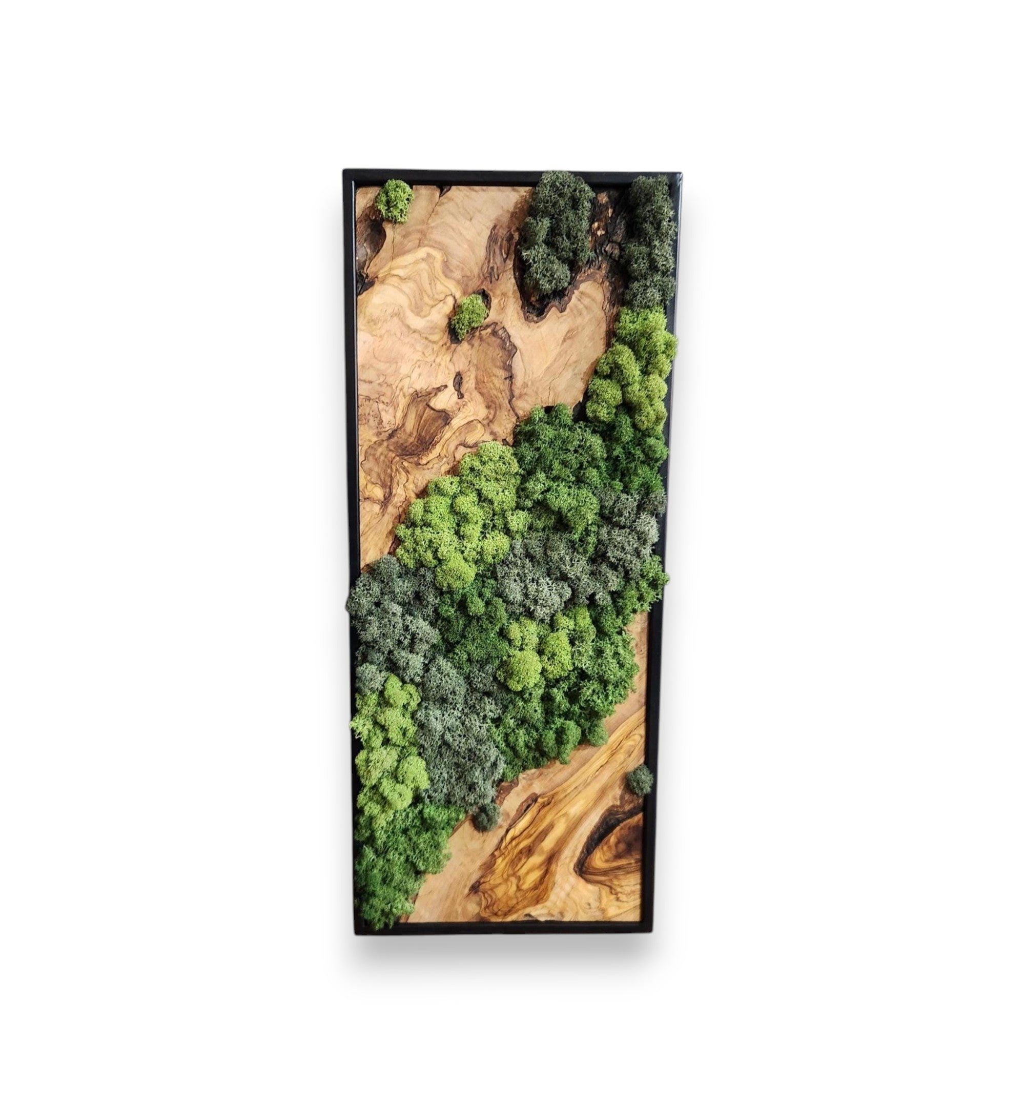 Nature Fusion | Olive Wood and Pereserved Moss Wall Decor