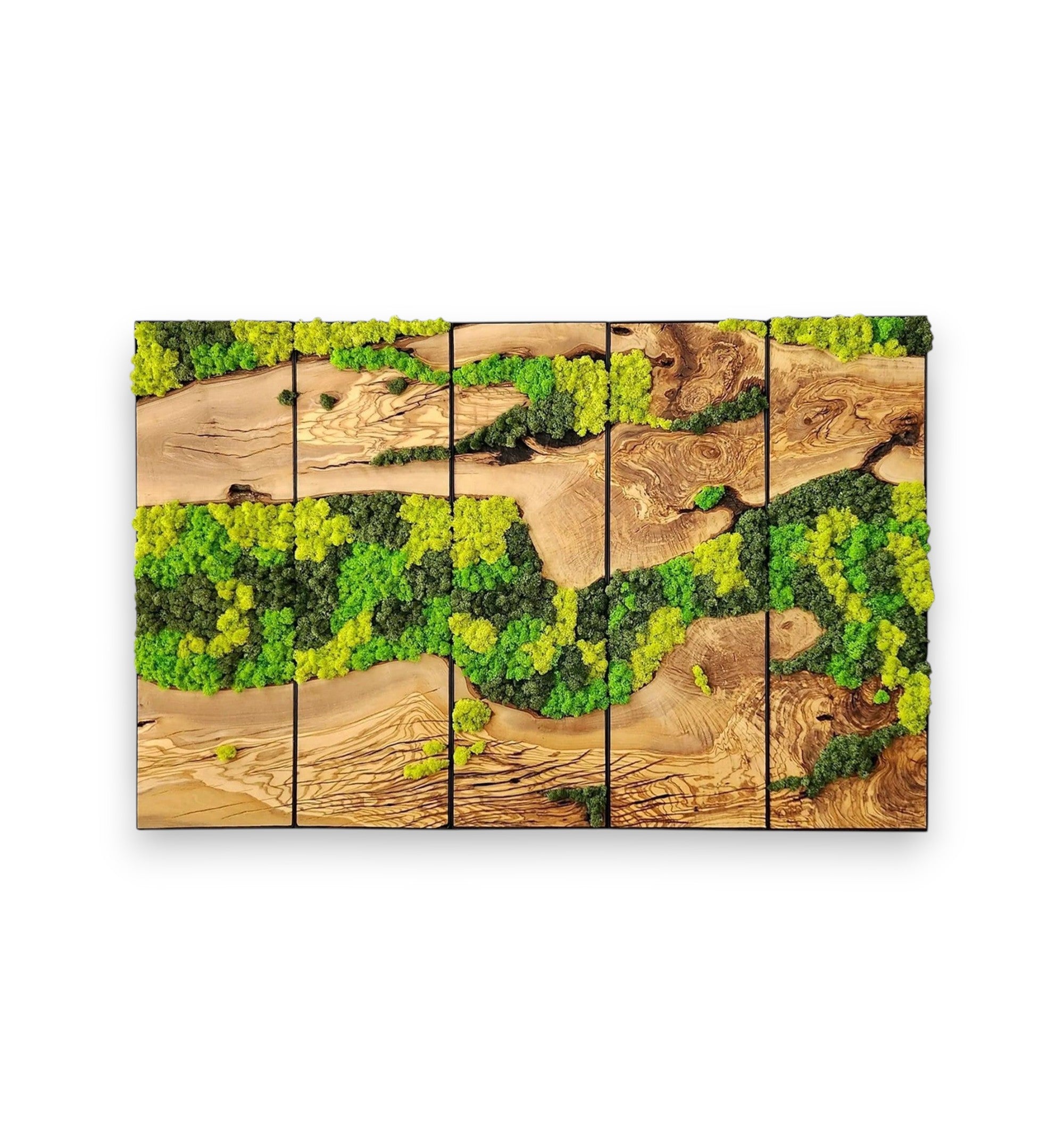 Olive Roots | Olive Wood & Preserved Moss Wall Art