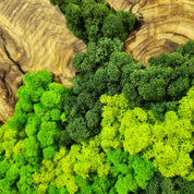 Forest Rise | Olive Wood and Pereserved Moss Wall Decor