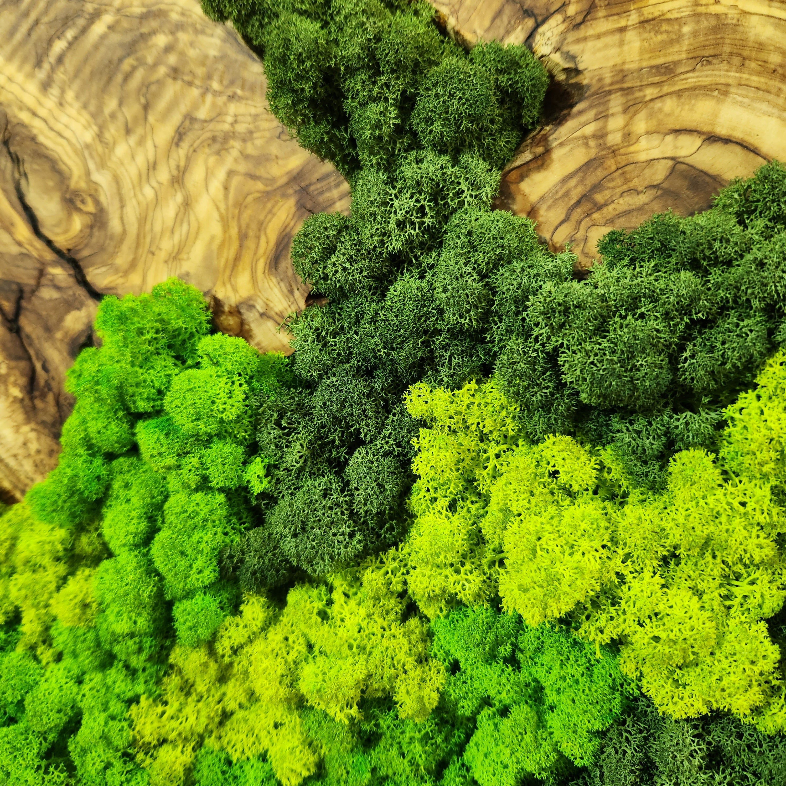Forest Rise | Olive Wood and Pereserved Moss Wall Decor