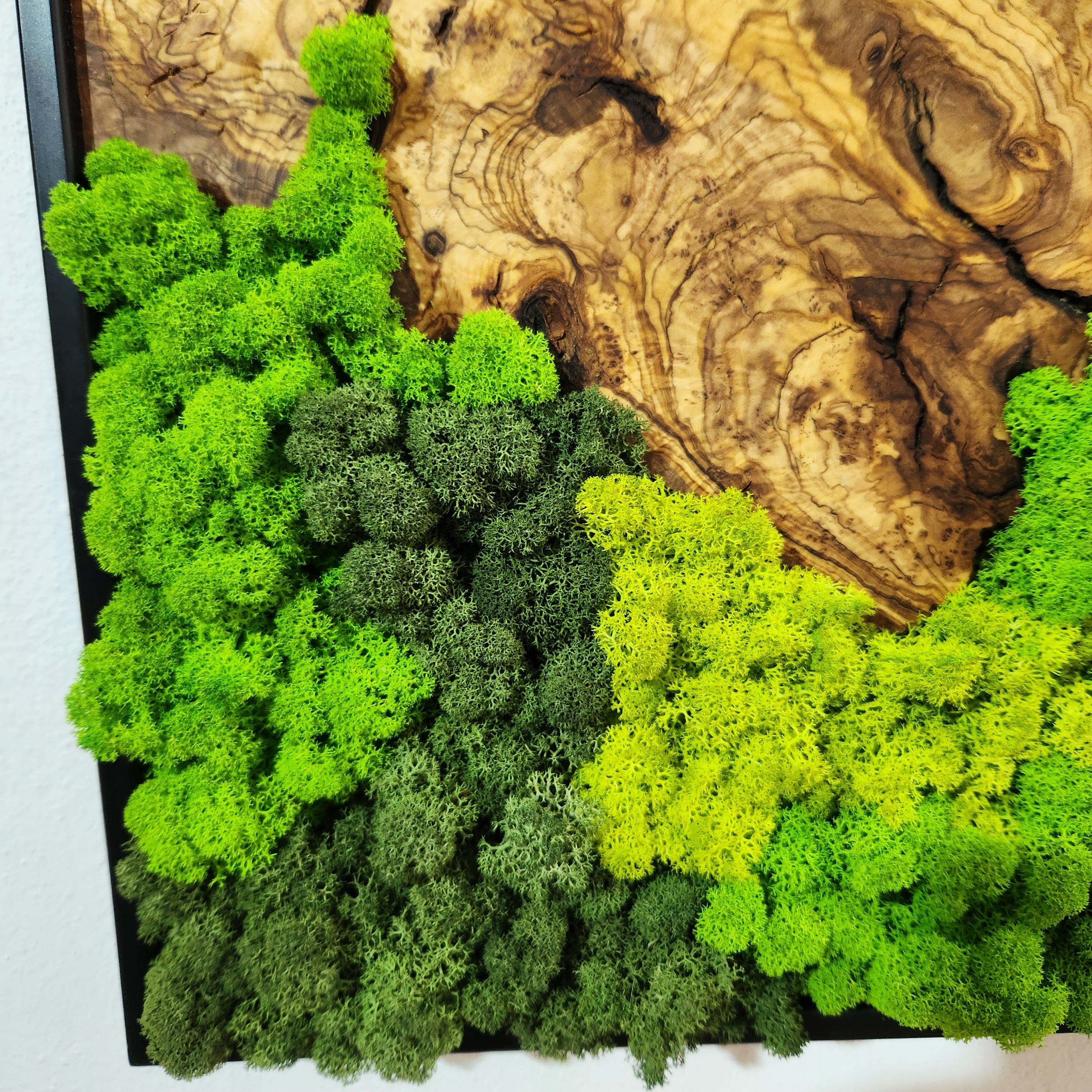Forest Rise | Olive Wood and Pereserved Moss Wall Decor