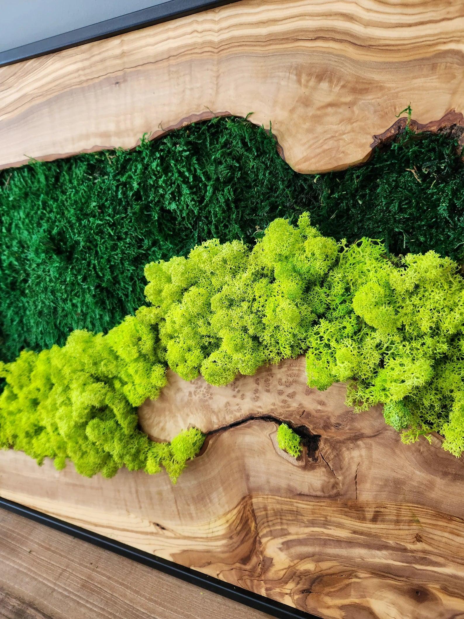 Moss Wall Decor, Custom Made Moss and Olive Wood Wall Art, Metal Frame, Olive Wood and Moss Wall Art- Preserved Stabilized Moss Wall Decor BlackSeaResinWorks