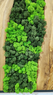 Forest Arc | Olive Wood and Pereserved Moss Wall Decor