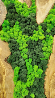 Forest Arc | Olive Wood and Pereserved Moss Wall Decor