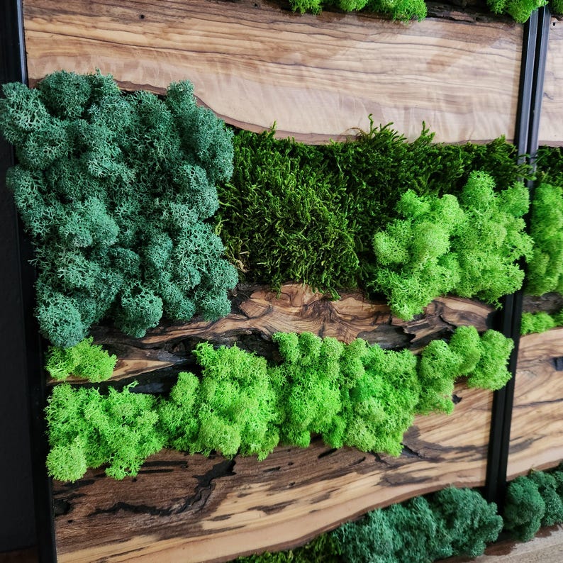 Green Horizon | Olive Wood and Pereserved Moss Wall Decor