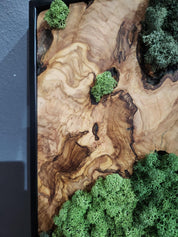 Nature Fusion | Olive Wood and Pereserved Moss Wall Decor