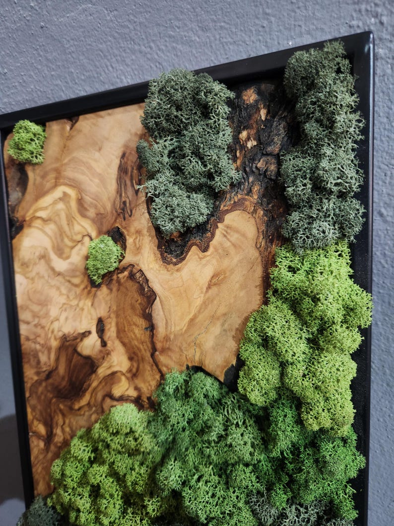 Nature Fusion | Olive Wood and Pereserved Moss Wall Decor