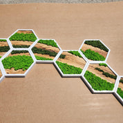 Nature Hive | Olive Wood and Pereserved Moss Wall Decor