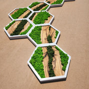 Nature Hive | Olive Wood and Pereserved Moss Wall Decor
