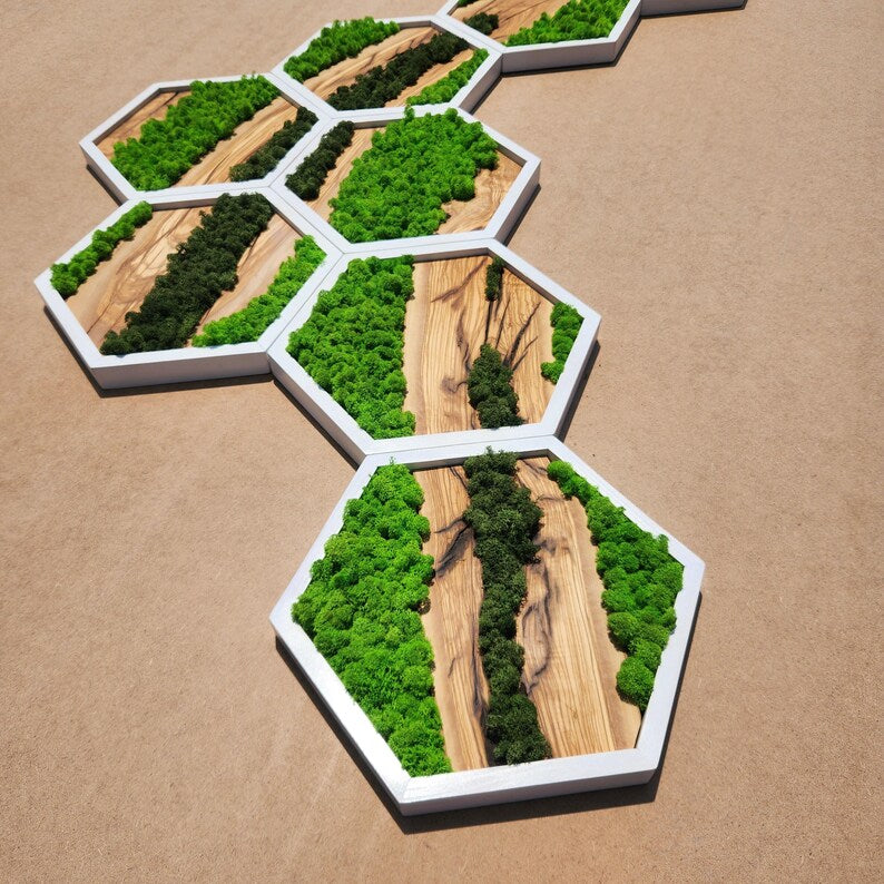Nature Hive | Olive Wood and Pereserved Moss Wall Decor