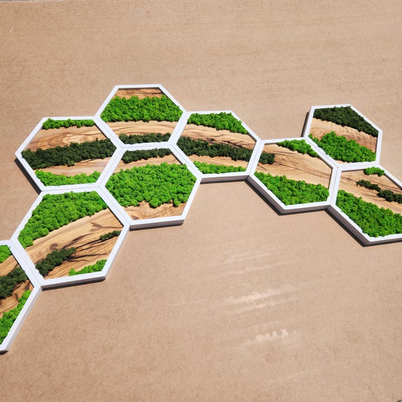 Nature Hive | Olive Wood and Pereserved Moss Wall Decor