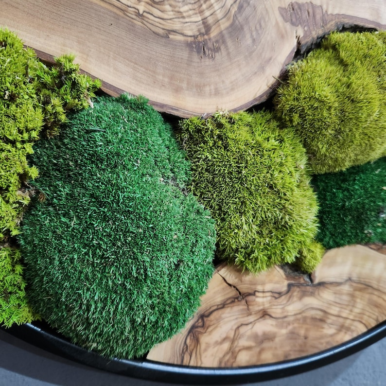 Green Hill | Preserved Moss and Olive Wood Art Piece