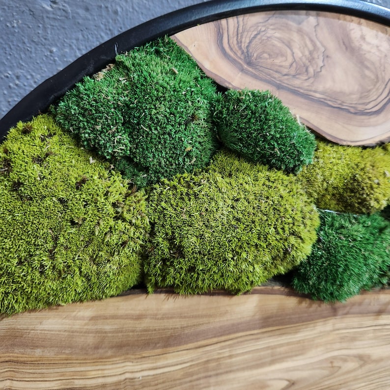 Green Hill | Preserved Moss and Olive Wood Art Piece