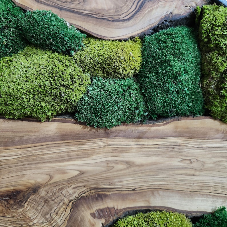 Green Hill | Preserved Moss and Olive Wood Art Piece