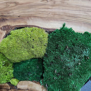 Green Hill | Preserved Moss and Olive Wood Art Piece