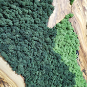 Moss Valley | Olive Wood and Pereserved Moss Wall Decor