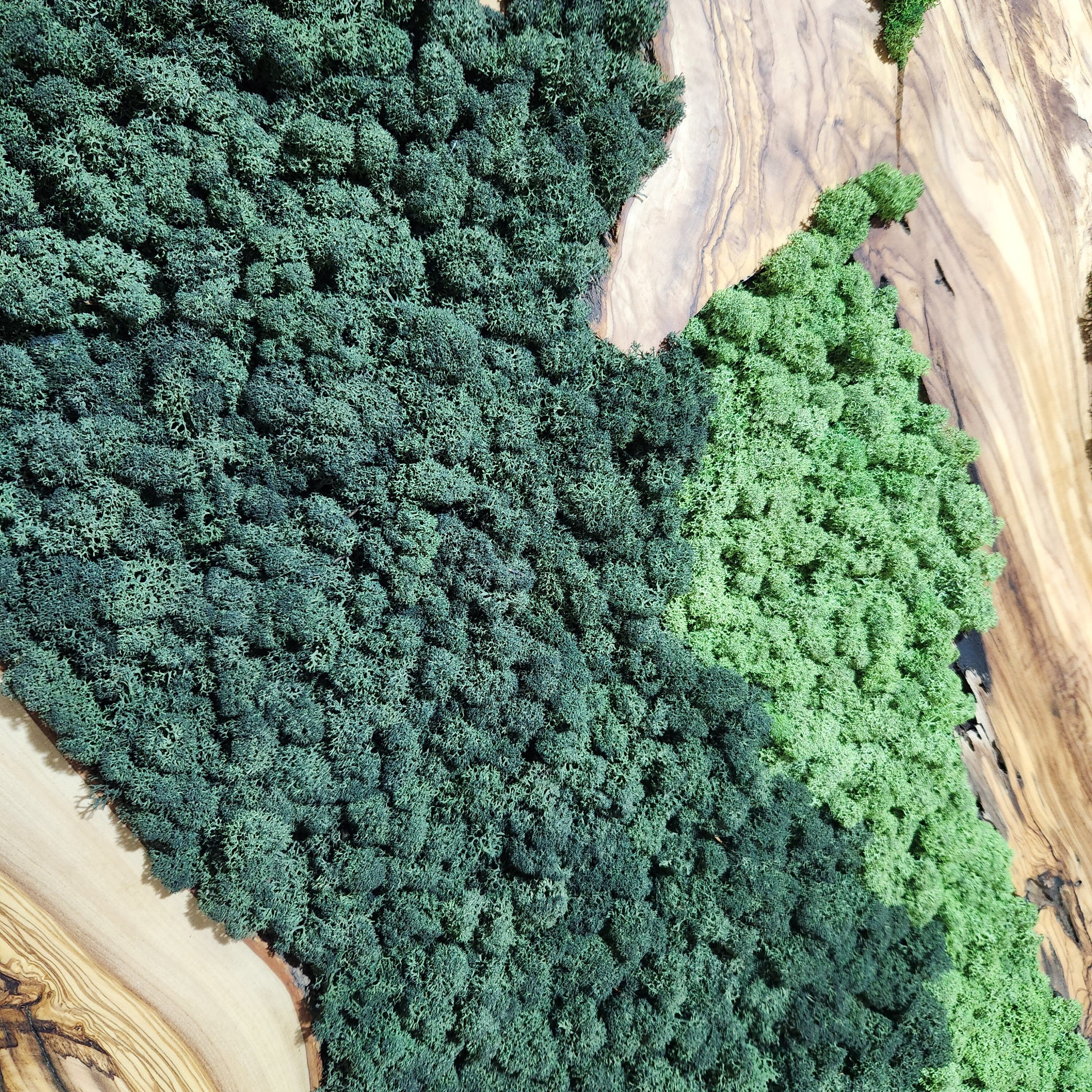 Moss Valley | Olive Wood and Pereserved Moss Wall Decor