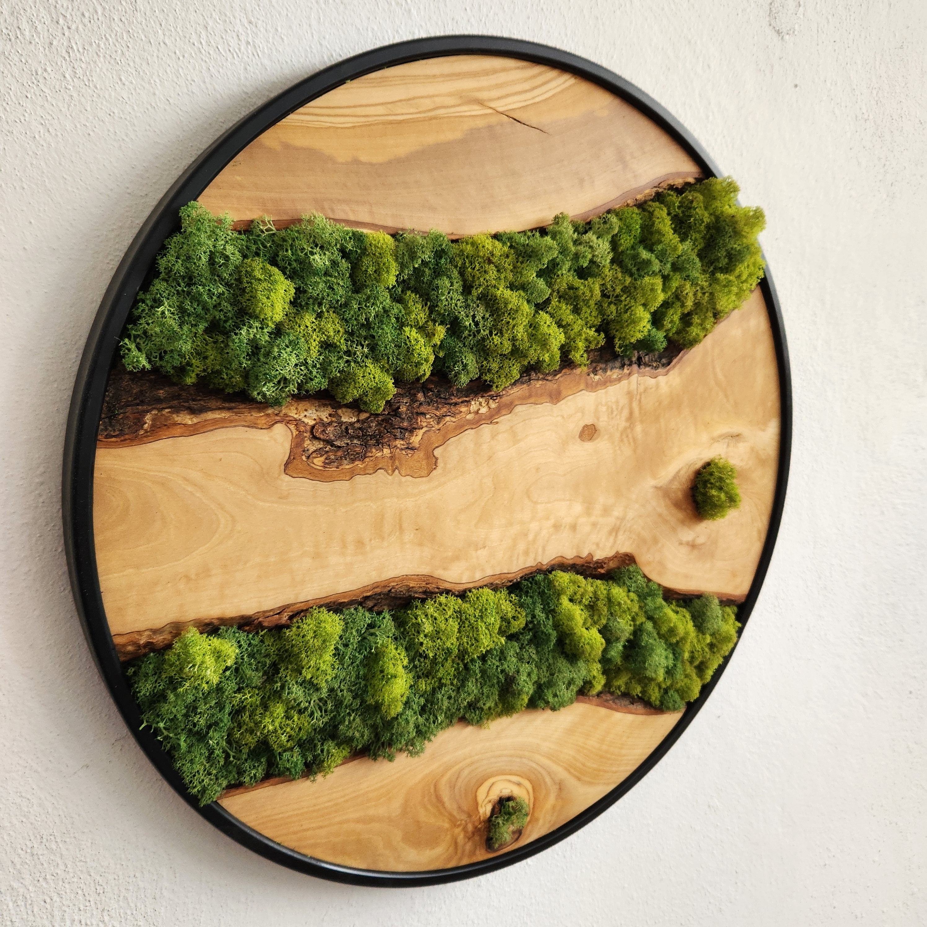 Nature Lens | Preserved Moss and Olive Wood Art Piece