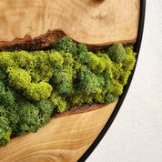Nature Lens | Preserved Moss and Olive Wood Art Piece