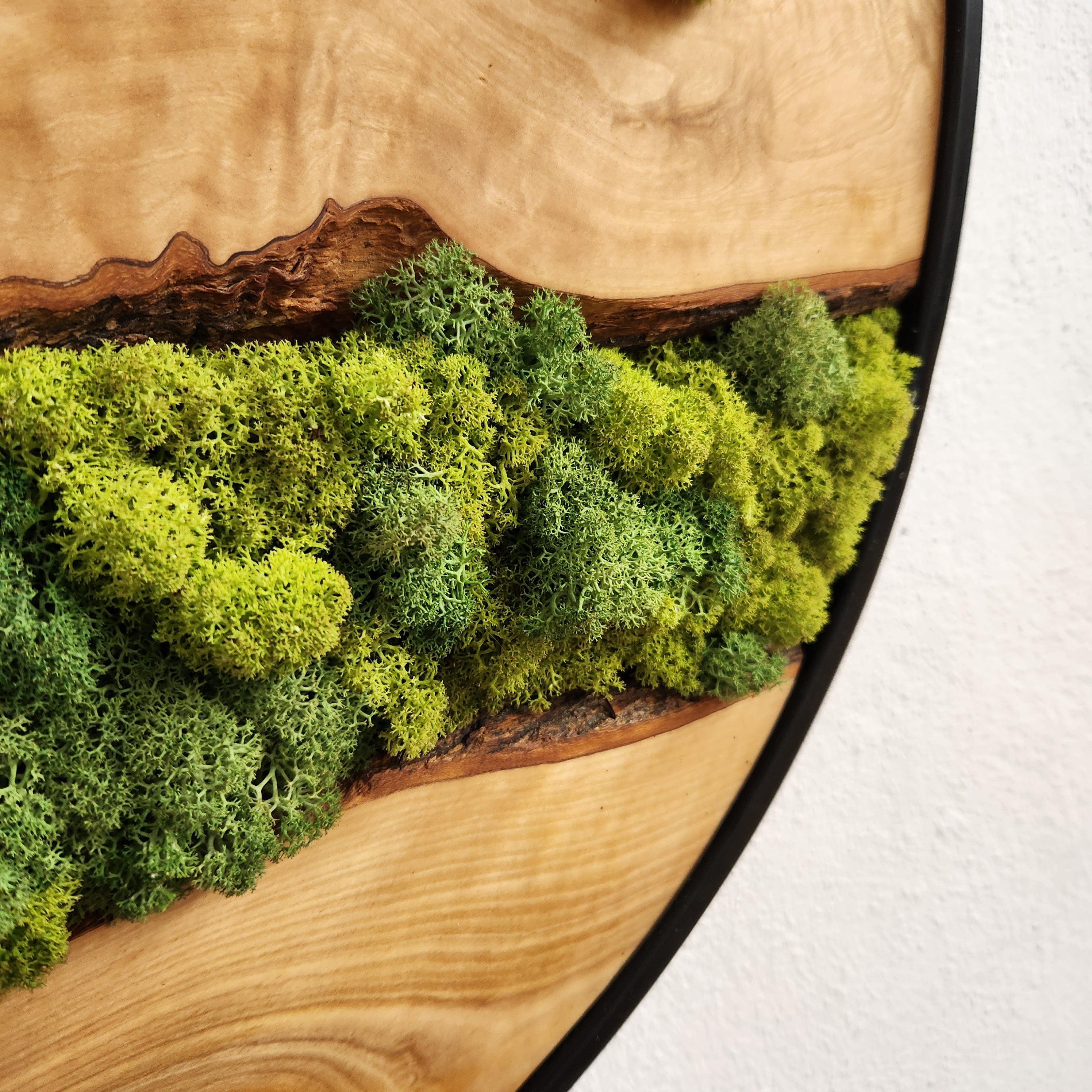 Nature Lens | Preserved Moss and Olive Wood Art Piece