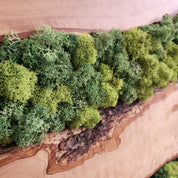 Nature Lens | Preserved Moss and Olive Wood Art Piece