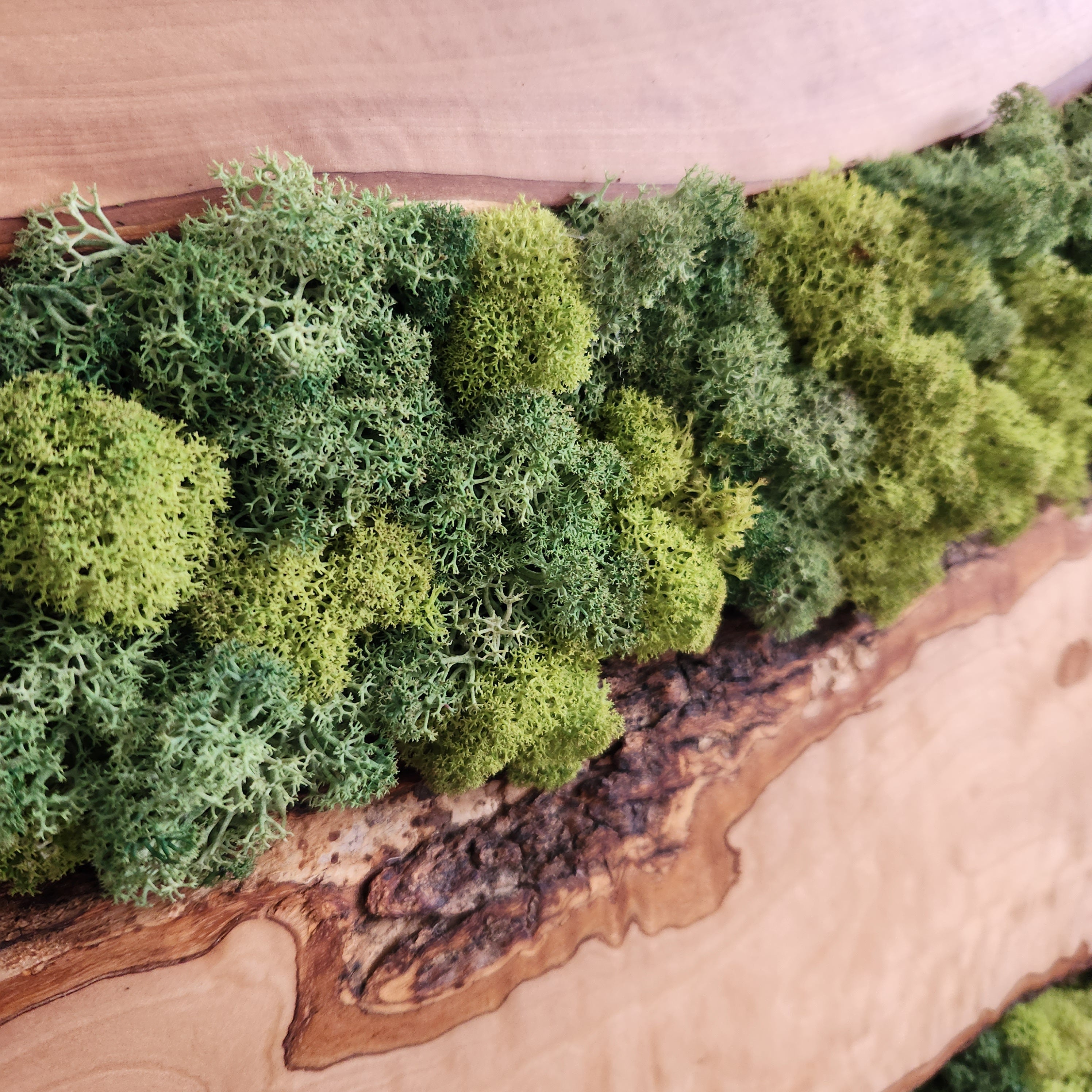 Nature Lens | Preserved Moss and Olive Wood Art Piece