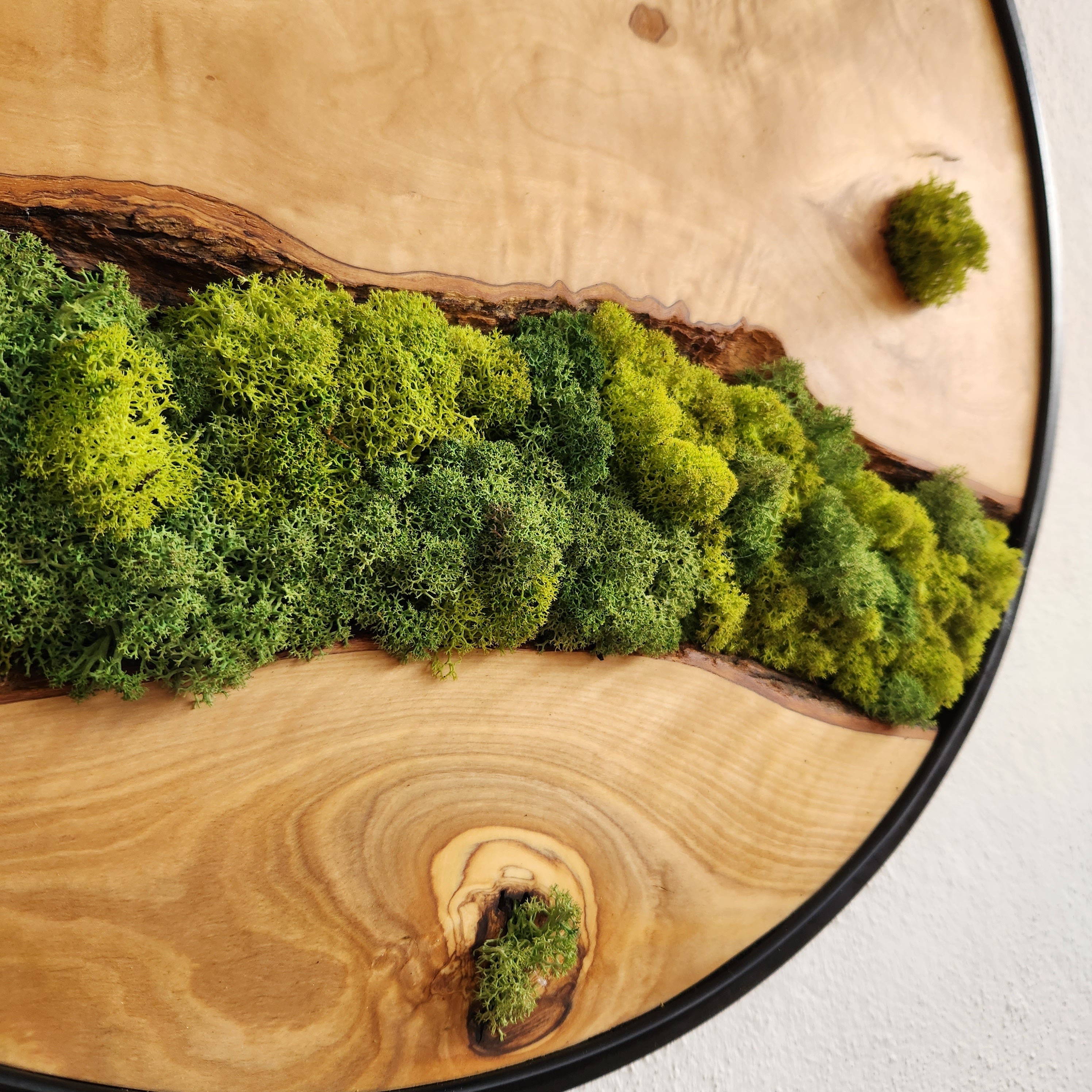 Nature Lens | Preserved Moss and Olive Wood Art Piece