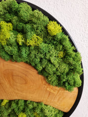 Natural Harmony  | Preserved Moss & Olive Wood Round Wall Decor