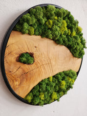Natural Harmony  | Preserved Moss & Olive Wood Round Wall Decor