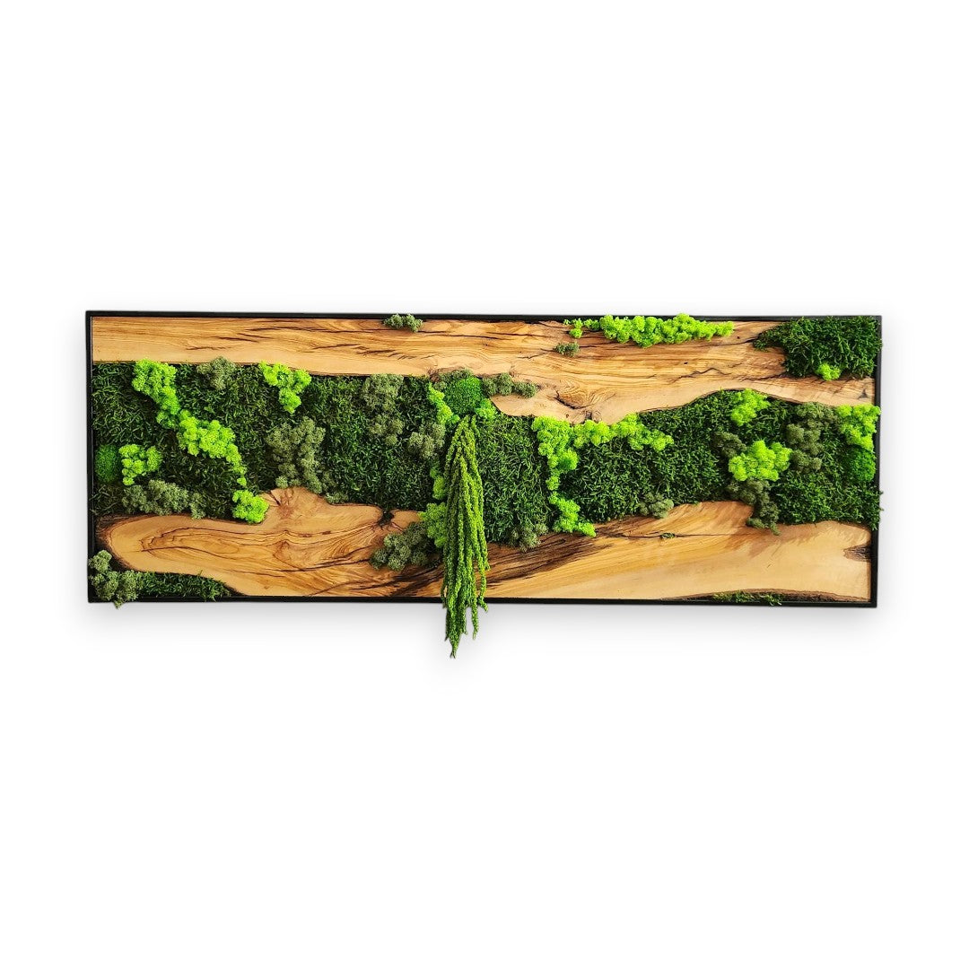 olive-roots-4390106_3.jpg