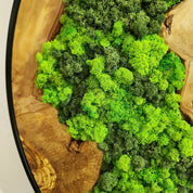 Timeless Forest | Olive Wood & Preserved Moss Wall Clock