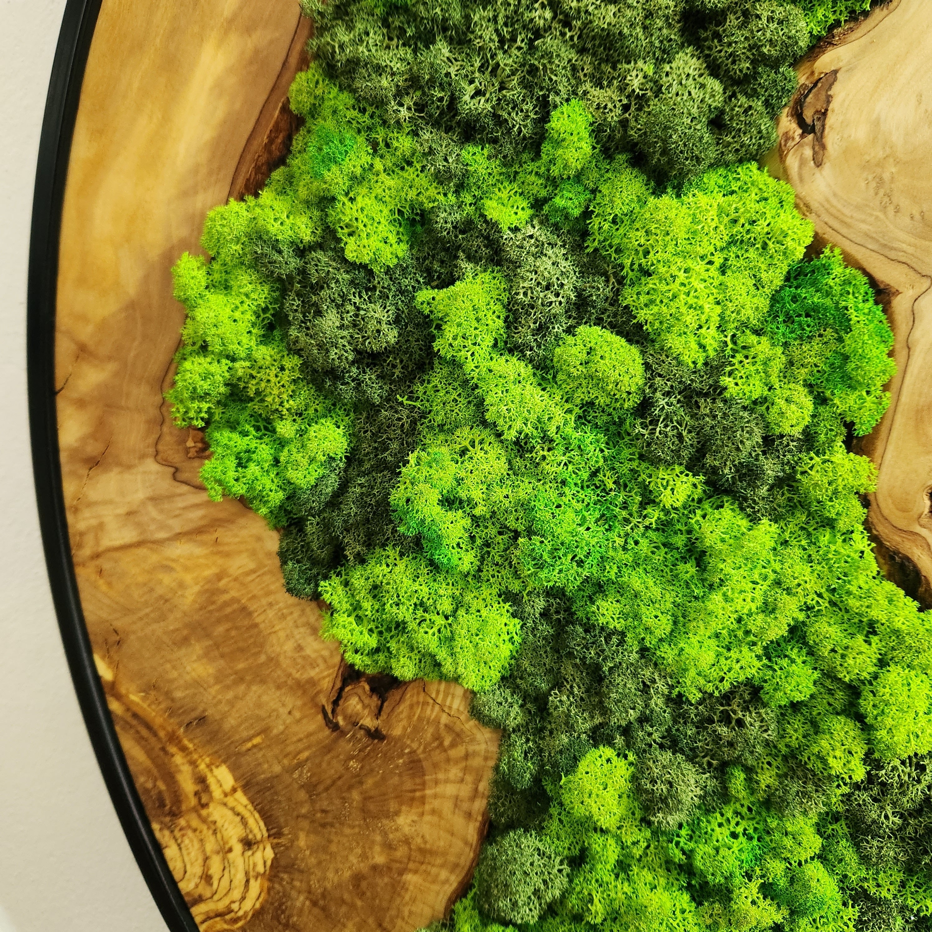Timeless Forest | Olive Wood & Preserved Moss Wall Clock